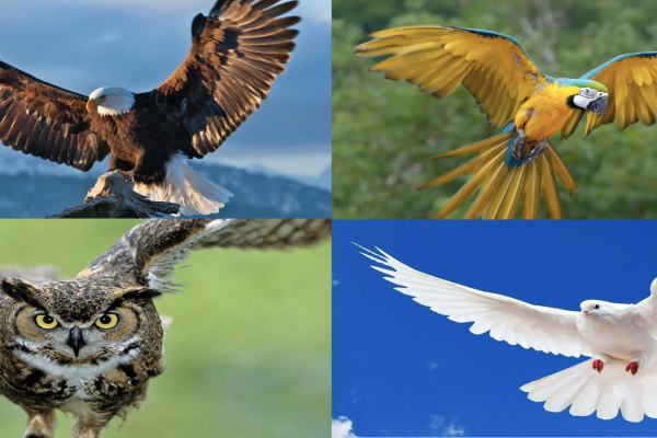 Communication Style Quiz | Discover Yours and Improve Conversations